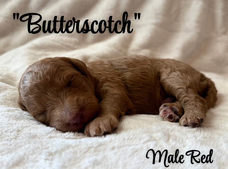 Butterscotch
