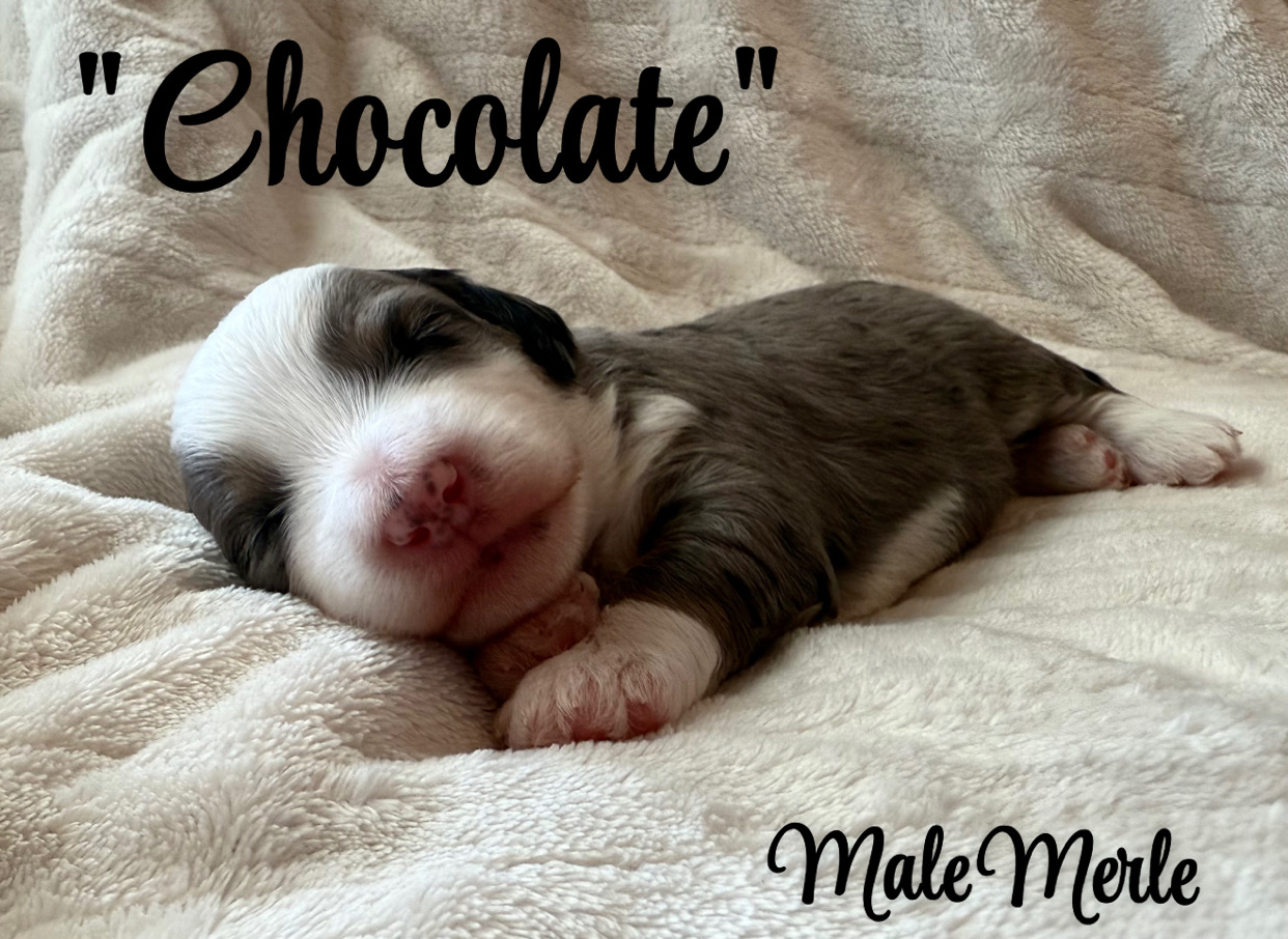 Chocolate