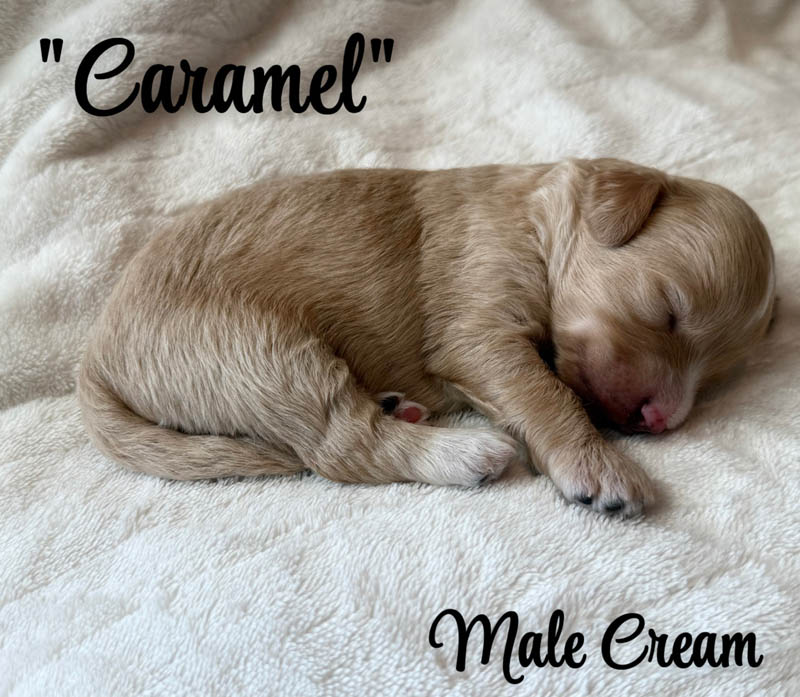 Caramel