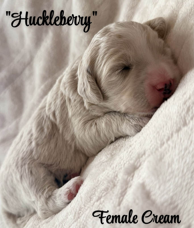 Huckleberry