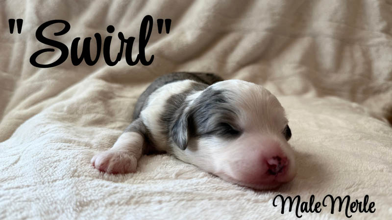 Swirl