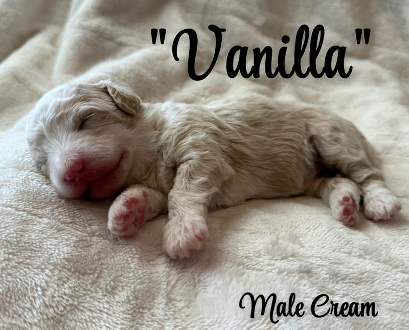Vanilla